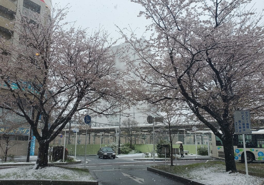 我孫子駅北口の桜に積雪