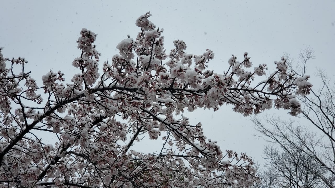 我孫子の雪見桜