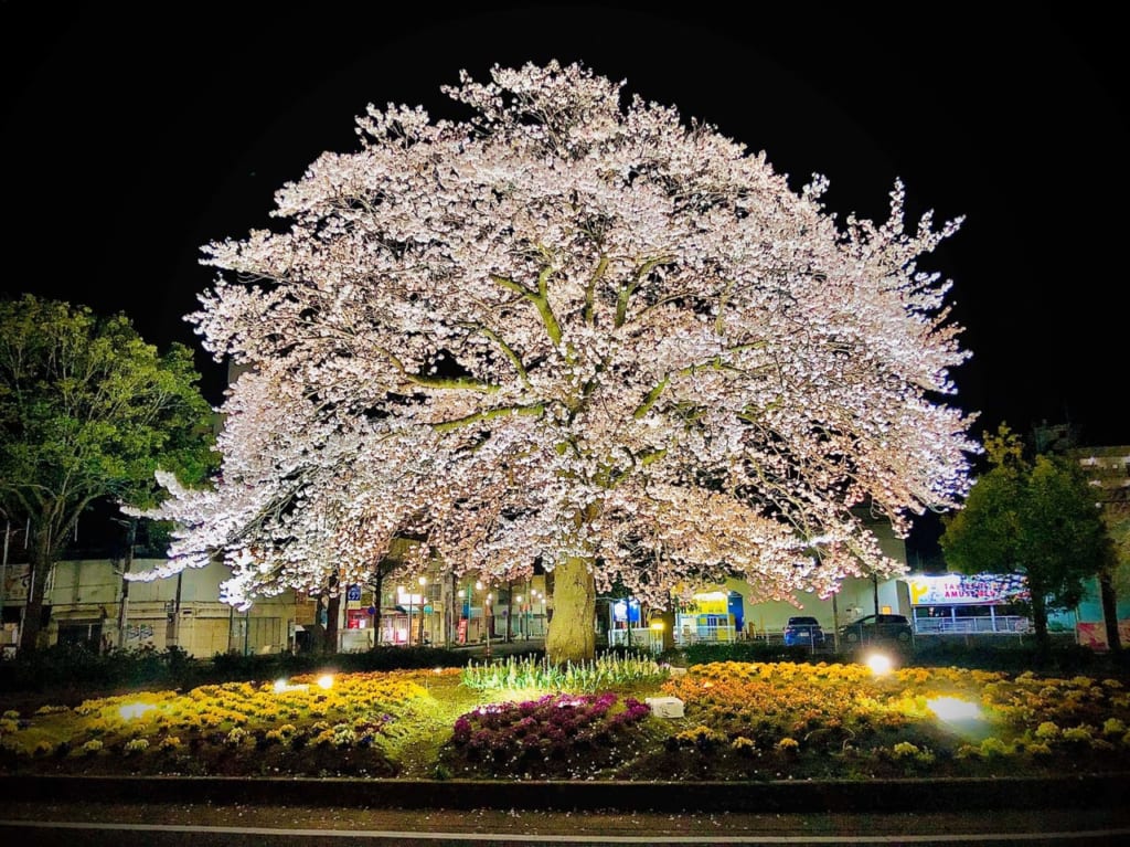 湖北駅南口ロータリーのライトアップされた桜