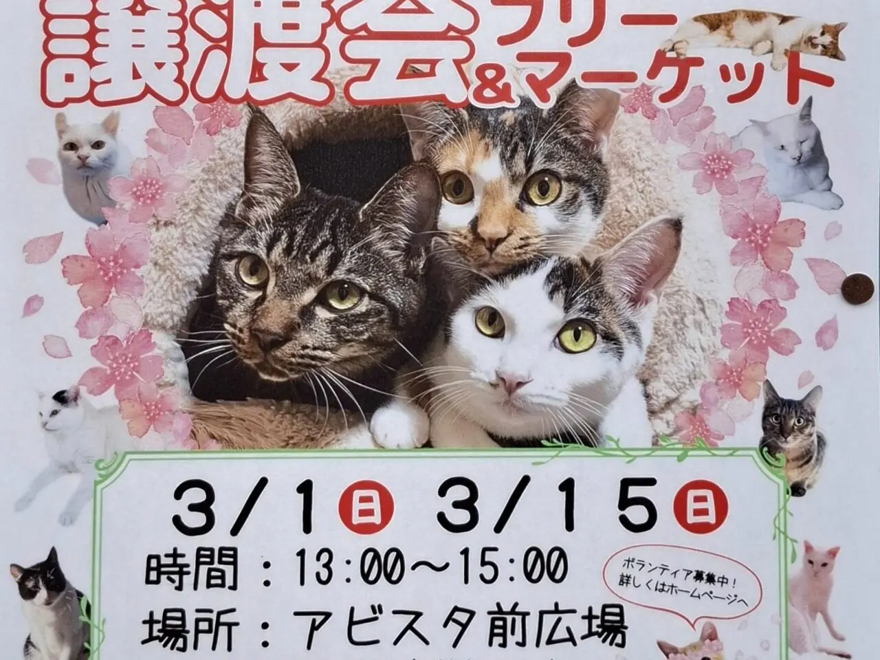 保護猫の譲渡会とフリーマーケット