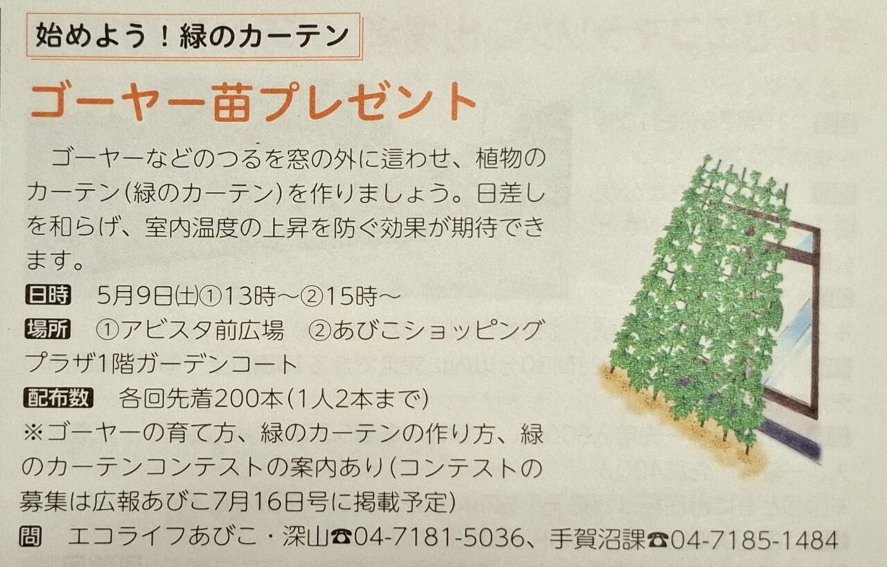 ゴーヤの苗プレゼント