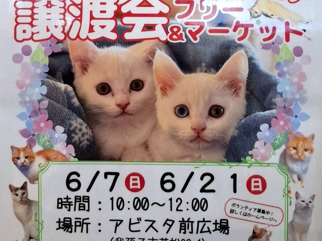 ねこ友会の｢保護猫の譲渡会とフリーマーケット｣