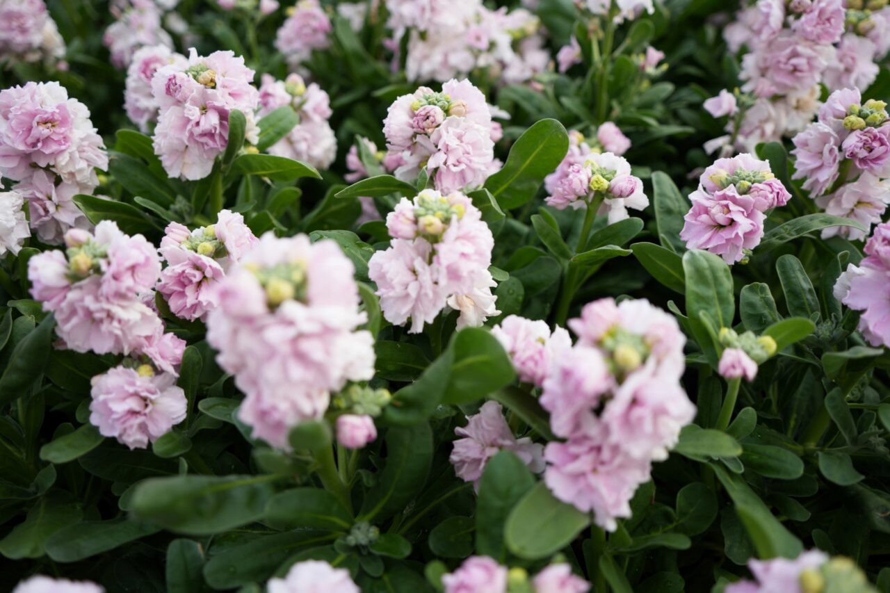 ストックの花